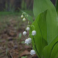 photo "Simply lily of the valley"