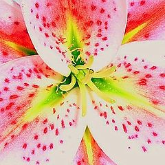 фото "Pink Lily"