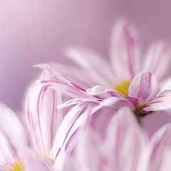 photo "***"