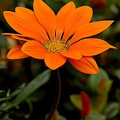 photo "Orange Petals"