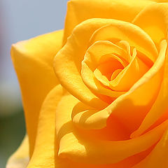 photo "Yellow rose"