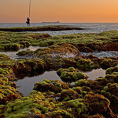 photo "The Sea Fields"