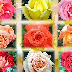 photo "roses"