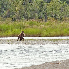 photo "Mama and the 4 baby bears"