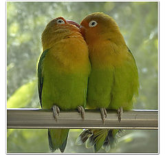 photo "lovebird-3"