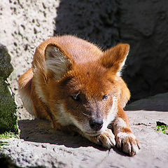 photo "Fox"