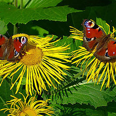 photo "Butterflies"