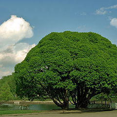 photo "Dendrite tree"