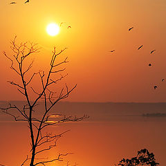 photo "Sunset at the glass of tea..."