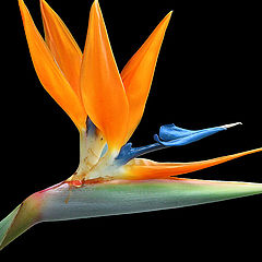 photo "Strelitzia reginae"