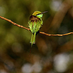 photo "Geen Bee Eater (Merops orientalis)"