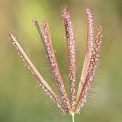 photo "Gone to Seed"