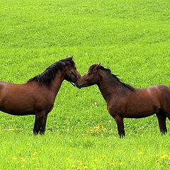 фото "Friends on the field"