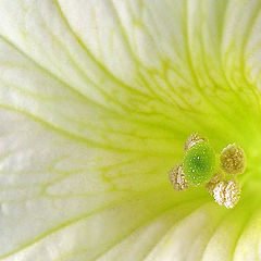 photo "Flower from Inside"