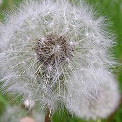 photo "Are dandelions still relevant? : )"