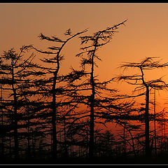 photo "Вечер / Evening"