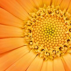 photo "Calendula Oficinalis"