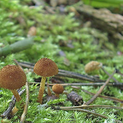 photo "Two mushrooms"