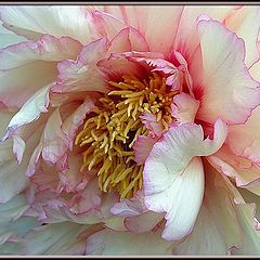 фото "paeony"