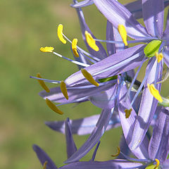 фото "Hyacinth"