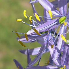 photo "Hyacinth"