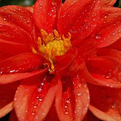 photo "drops on red"