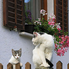 photo "Loafer and his loving mother"