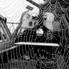 фото "WEB"