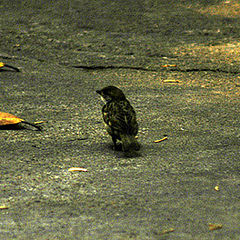 photo "little sparrow"