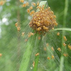 photo "Day nursery for spiders"