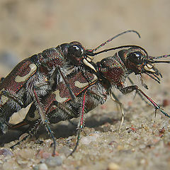 photo "~Love is In the Air~"