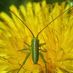 photo "~Grasshopper~"