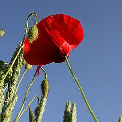 photo "red flower"