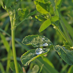 photo "The sun in drops"