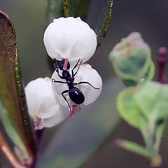 photo "gardener"