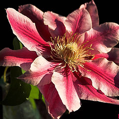 photo "Clematis again..."