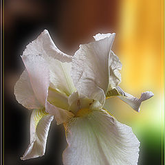 фото "White Iris"