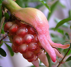 photo "Home  pomegranate"