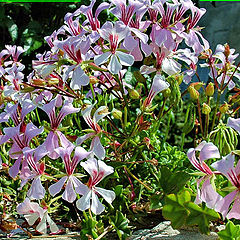 photo "Beauty on the Curb"