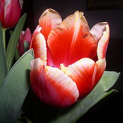 фото "Tulip"