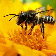 фото "bee"