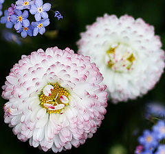 photo "Bellis - Myosotis"