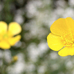 photo "buttercup early in the morning"