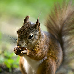 photo "Breakfast for Champions III"