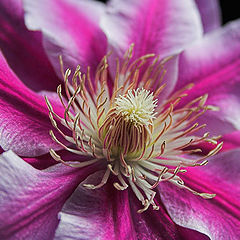 photo "Clematis"