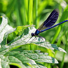 photo "Dragonfly"