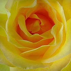 photo "THE ROSE"