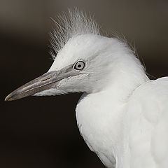 photo "Birdy"