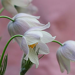 photo "***"