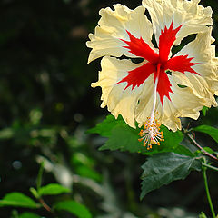 фото "Flower from Nice garden"